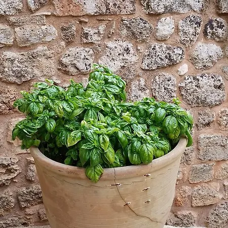 Masseria Ruri Pulcra Patu
